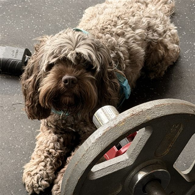 The JustGains gym dog lying next to a barbell plate